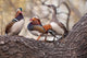 Mandarin Ducks on a Branch Fine Art Print by Alice Garland