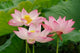 http://c328301.r1.cf1.rackcdn.com/PDDAS07AJE0059.jpg