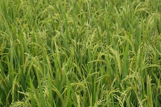 Agriculture rice field near Guilin China poster print by Adam Jones.