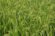 Agriculture rice field near Guilin China poster print by Adam Jones.