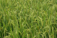 Agriculture Rice Field Poster Print by Adam Jones showcasing lush rice fields in Guilin, China.