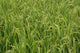 Agriculture Rice Field Poster Print by Adam Jones showcasing lush rice fields in Guilin, China.