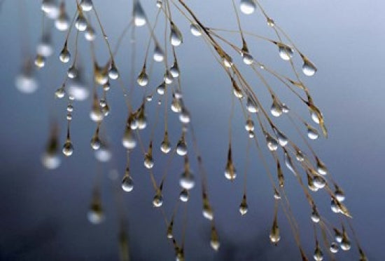 Dewdrops Huansan, China Poster Print by Art Wolfe showcasing nature's beauty.
