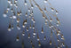 Dewdrops Huansan, China Poster Print by Art Wolfe showcasing nature's beauty.