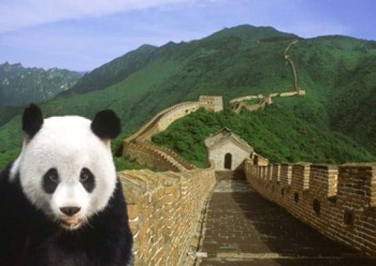 Panda at the Great Wall of China Poster Print by Bill Bachmann