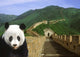 Panda at the Great Wall of China Poster Print by Bill Bachmann