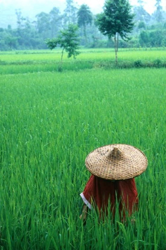 Scenic Rice Fields and Farmer Poster Print by Bill Bachmann