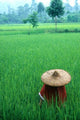 Scenic Rice Fields and Farmer Poster Print by Bill Bachmann
