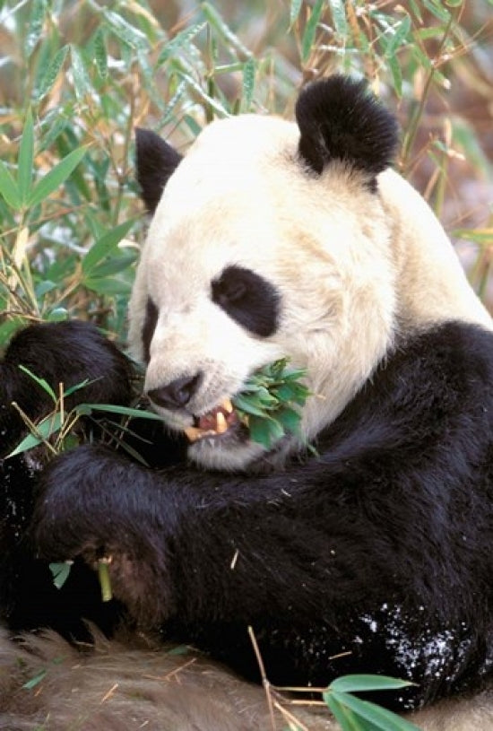 Giant Panda Bear Poster Print from Wolong Nature Reserve