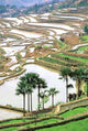 Flooded Terraces Poster Print by Charles Crust showcasing Yunnan Province, China.
