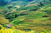 Cloudy Sea Terrace Agriculture Poster Print featuring Yuanjiang, China by Charles Crust.