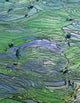 Flooded Tiger's Mouth Terraces Art Print by Charles Crust showcasing vibrant rice terraces in Yunnan, China.