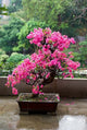 Spring Blossoms at Chi Lin Buddhist Nunnery Poster Print by Charles Crust
