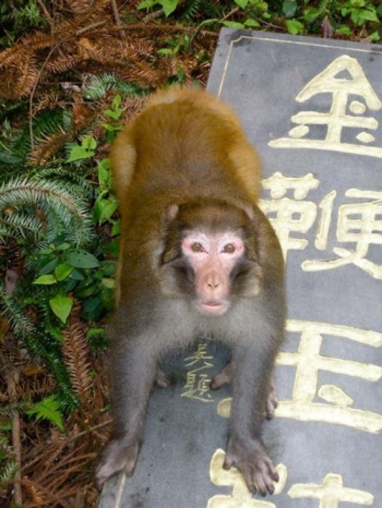 Rhesus Macaque Poster Print from Zhangjiajie National Forest