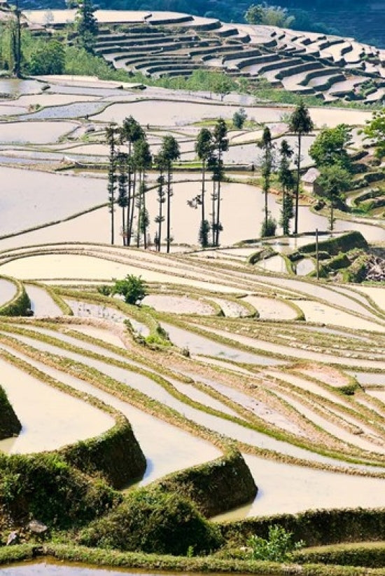 Flooded Ai Cun Rice Terraces Poster Print by Charles Crust