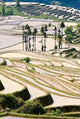Flooded Ai Cun Rice Terraces Poster Print by Charles Crust