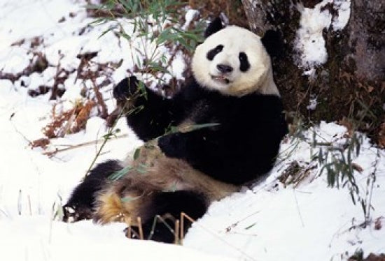 Giant Panda With Bamboo poster print from Wolong Nature Reserve, Sichuan Province, China.