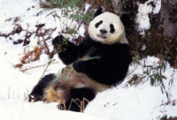 Giant Panda With Bamboo poster print from Wolong Nature Reserve, Sichuan Province, China.