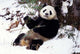 Giant Panda With Bamboo poster print from Wolong Nature Reserve, Sichuan Province, China.
