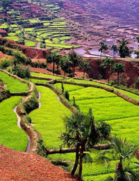Rice Terraces at Jiayin Village, Honghe, Yunnan, China Poster Print