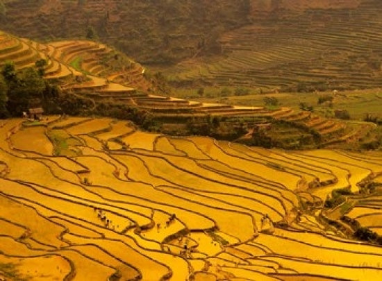 Farmers Planting Rice in Luchun, Yunnan, China Poster Print by Charles Crust.