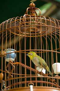 Hong Kong Bird Garden Market Caged Pet Birds Poster Print by Cindy Miller Hopkins
