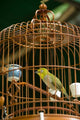 Hong Kong Bird Garden Market Caged Pet Birds Poster Print by Cindy Miller Hopkins