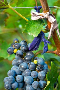 Vineyard Operated by Dynasty Winery Near Jixian Poster Print by Janis Miglavs