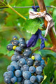 Vineyard Operated by Dynasty Winery Near Jixian Poster Print by Janis Miglavs