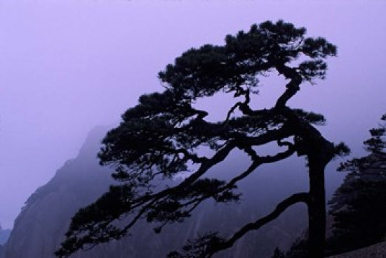 Seeing Off Pine Tree on Mt Huangshan Poster Print by Keren Su