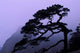 Seeing Off Pine Tree on Mt Huangshan Poster Print by Keren Su