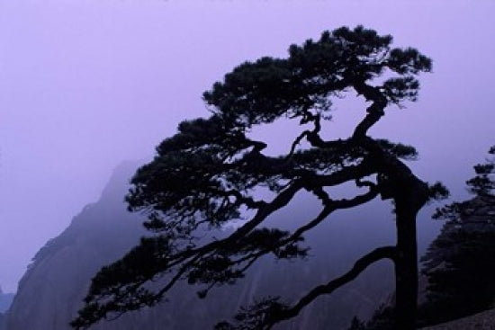 Seeing Off Pine Tree on Mt Huangshan art print showcasing nature's beauty.