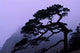 Seeing Off Pine Tree on Mt Huangshan art print showcasing nature's beauty.