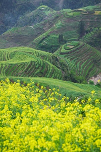 Landscape of Canola and Terraced Rice Paddies Poster Print by Keren Su