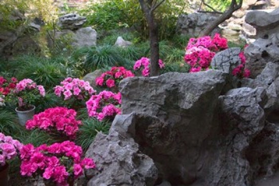 Flowers and Rocks in Traditional Chinese Garden poster print by Keren Su