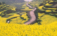 Mountain Path Covered by Canola Fields Poster Print by Keren Su