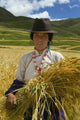 Tibetan Farmer Harvesting Barley Poster Print by Keren Su