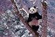 Giant Panda Standing on Tree Poster Print by Keren Su