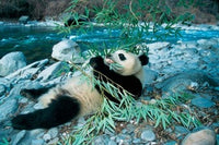 Panda Eating Bamboo Poster Print by Keren Su, showcasing a panda in nature.