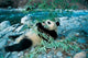 Panda Eating Bamboo Poster Print by Keren Su, showcasing a panda in nature.
