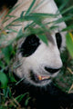 Panda Poster Print from Wolong, Sichuan, China by Keren Su