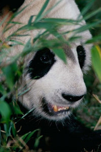 Panda Poster Print from Wolong, Sichuan, China by Keren Su