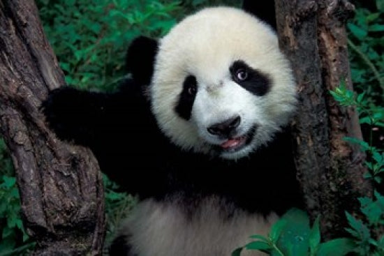 Panda Cub with Tree Poster Print by Keren Su showcasing adorable wildlife art.