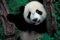 Panda Cub with Tree Poster Print by Keren Su showcasing adorable wildlife art.