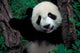 Panda Cub with Tree Poster Print by Keren Su showcasing adorable wildlife art.