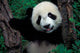Panda Cub with Tree Poster Print by Keren Su showcasing a playful panda in nature.