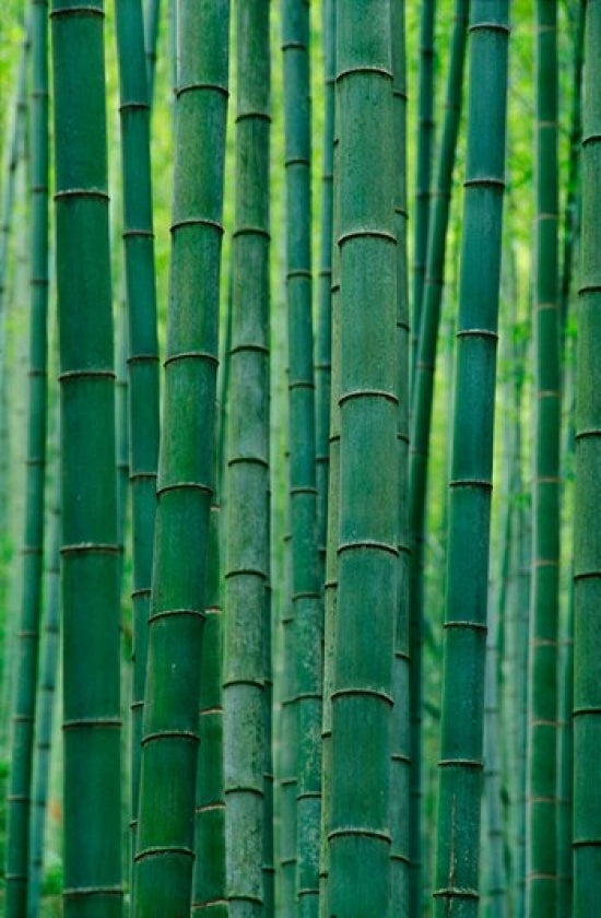 Bamboo Forest Poster Print by Keren Su showcasing lush greenery