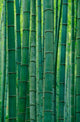 Bamboo Forest Poster Print by Keren Su showcasing lush greenery