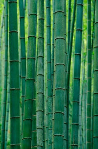 Bamboo Forest in Hangzhou, Zhejiang Province, China Poster Print by Keren Su