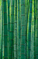 Bamboo Forest in Hangzhou, Zhejiang Province, China Poster Print by Keren Su